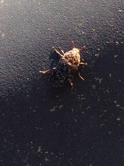 Dermestes