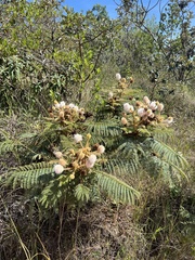 Mimosa claussenii