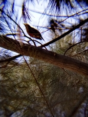 Turdus rufopalliatus