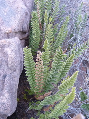 Cheilanthes contracta