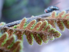 Cheilanthes contracta