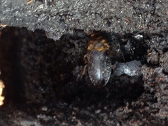 Dermestes