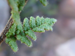 Cheilanthes contracta