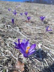 Crocus heuffelianus scepusiensis