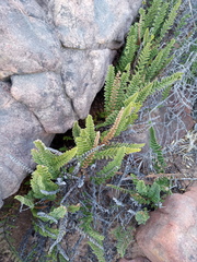 Cheilanthes contracta
