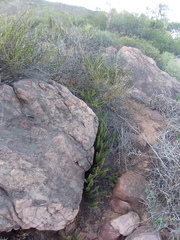 Cheilanthes contracta