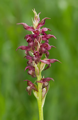 Anacamptis coriophora