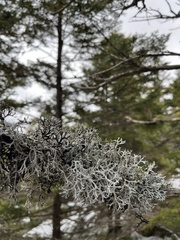 Pseudevernia consocians