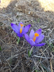 Crocus heuffelianus scepusiensis