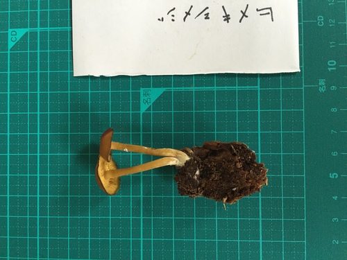 ヒメキシメジ