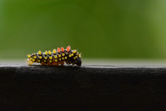 Cyclosia papilionaris