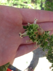 Ribes leptanthum