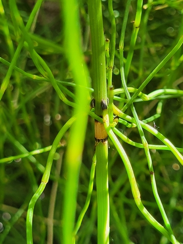 Equisetum ramosissimum image