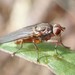 Neoleria - Photo (c) Ian Andrews, algunos derechos reservados (CC BY-NC), subido por Ian Andrews