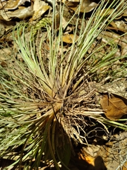 Tillandsia setacea