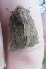 Ichneutica sollennis