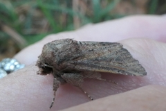 Ichneutica sollennis