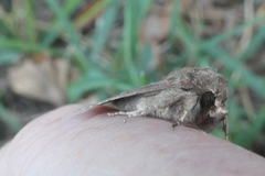 Ichneutica sollennis