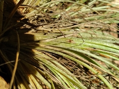 Tillandsia setacea