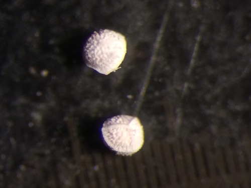 Image of Isoetes laurentiana by no rights reserved