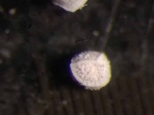 Image of Isoetes laurentiana by no rights reserved