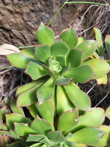 Image of Aeonium decorum by (c) Jacek Pietruszewski, some rights reserved (CC BY)