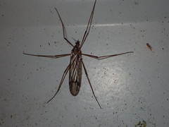 Aphrophila