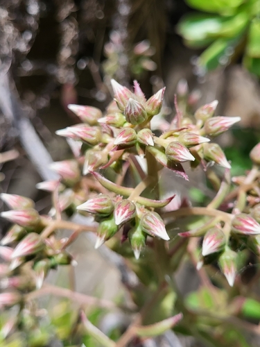 Image of Aeonium decorum by (c) Jacek Pietruszewski, some rights reserved (CC BY)