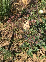 Lomatium lucidum