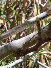 Ficus carica image