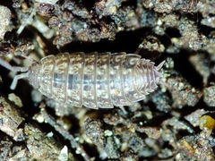 Proporcellio mirabilis