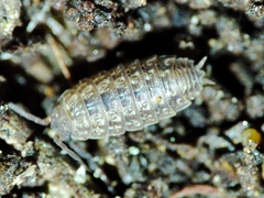 Proporcellio mirabilis