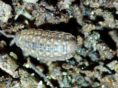 Proporcellio mirabilis