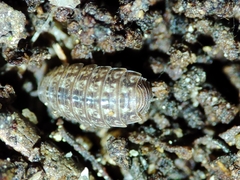 Proporcellio mirabilis