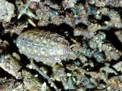 Proporcellio mirabilis
