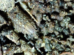 Proporcellio mirabilis