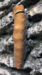 Papilio multicaudata