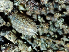 Proporcellio mirabilis