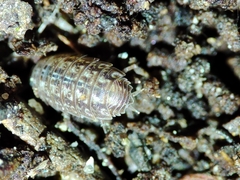 Proporcellio mirabilis