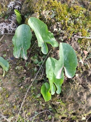 Arisarum simorrhinum