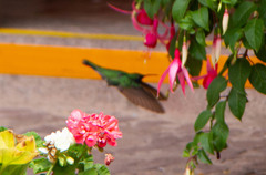 Colibri coruscans