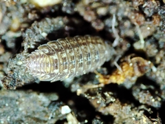 Proporcellio mirabilis