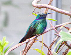 Colibri coruscans