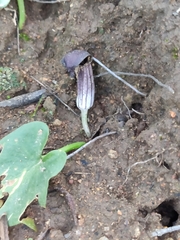 Arisarum simorrhinum