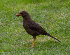 Turdus chiguanco