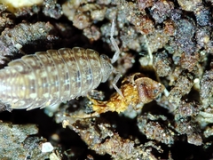 Proporcellio mirabilis