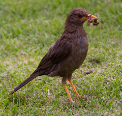 Turdus chiguanco