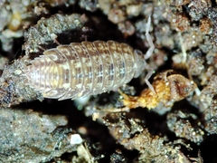 Proporcellio mirabilis