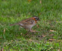Zonotrichia capensis