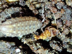 Proporcellio mirabilis